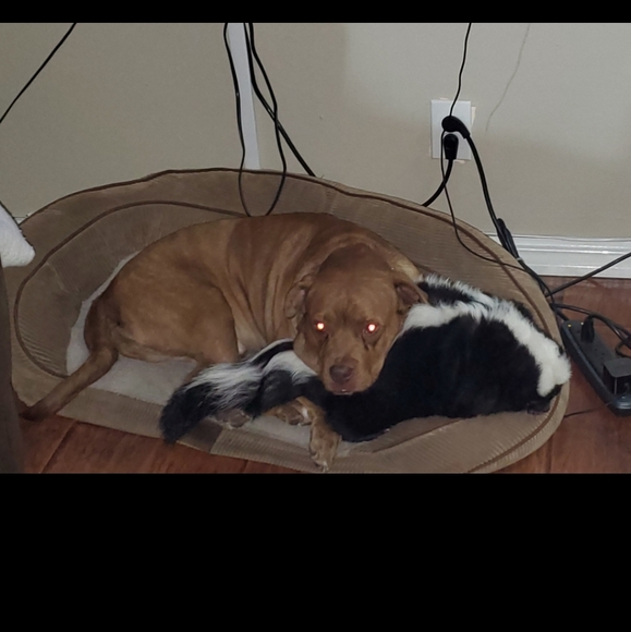 Meet your Posher, Carrie - Picture 2 of 5